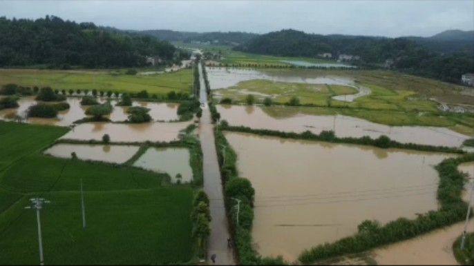 湖南衡东持续暴雨致水稻受灾 国寿财险衡东县支公司第一时间查勘理赔
