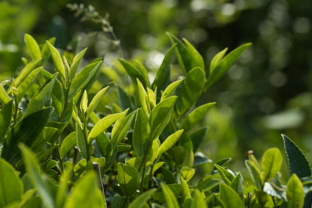 河南桐柏：淮源茗茶&ldquo;十大全国奖项&rdquo;背后的产业逻辑
