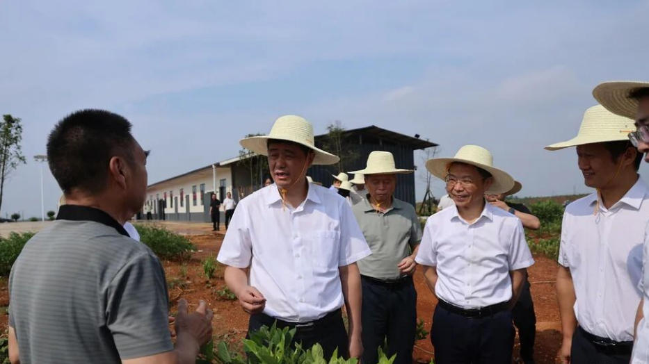 湖南汨罗：林权改革激活生态经济 栀子花开铺就富民之路