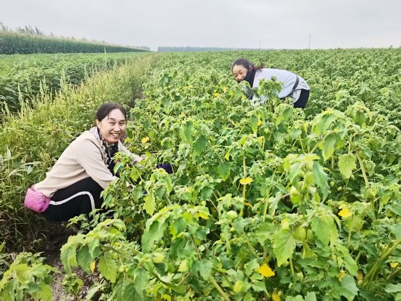 小菇娘结出&ldquo;黄金果&rdquo; 黑龙江克山县特色种植铺就富民路&zwnj;