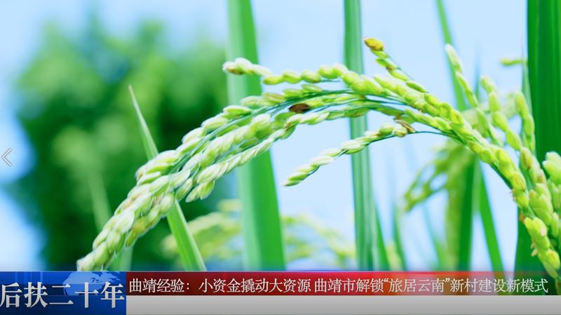 【后扶二十年】曲靖经验：小资金撬动大资源 曲靖市解锁&ldquo;旅居云南&rdquo;新村建设新模式