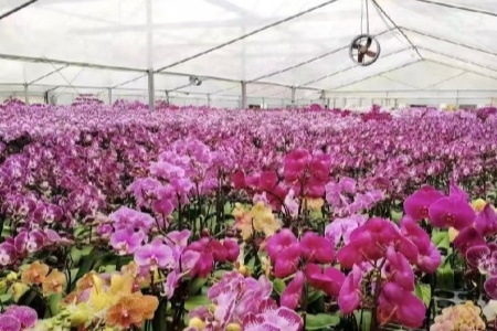 泉州洛江区依托花卉产业链科技特派团 以三链赋能推动花卉产业高质量发展