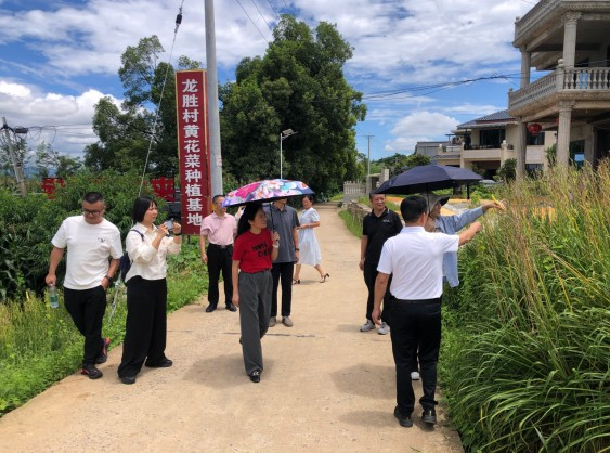 黄花菜成为&ldquo;致富花&rdquo;- 邵东邮政全链条服务助力特色农业高质量发展