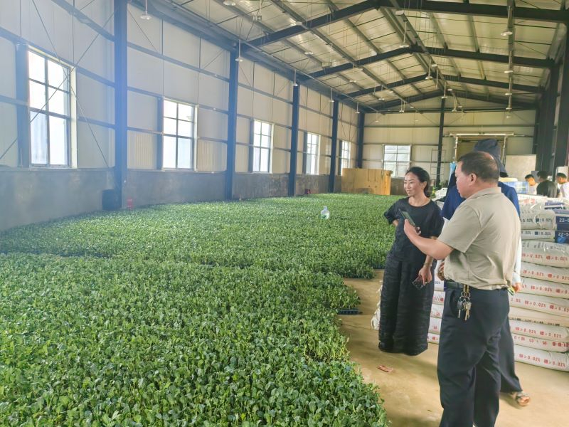 昆明市禄劝县：乌东德安置区柠檬&middot;蛋鸡循环农业项目完成县级竣工验收 移民后扶产业落地赋能增收