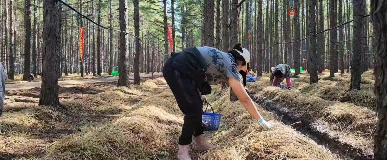 黑龙江甘南县：林下掘金&ldquo;三路并进&rdquo;   绿色生态产值有望突破3亿元