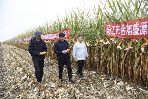 &ldquo;菌&rdquo;解白浆之困 - 三江平原微生物改土促稳产增产一线观察