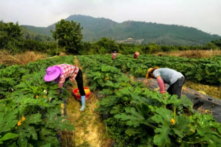 福建华安沙建镇：绿蔓牵藤结嫩果 特色蔬菜富乡村