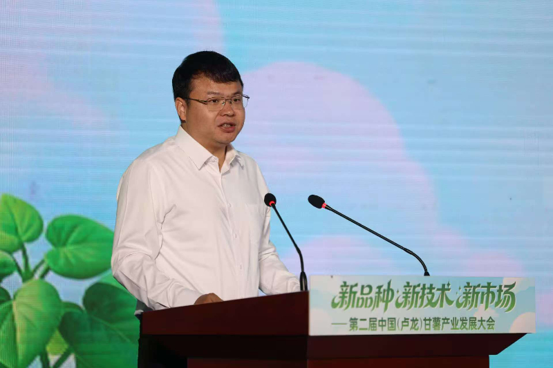 河北卢龙：小甘薯串起十亿级产业链 第二届中国甘薯产业发展大会签约多项合作