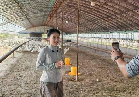 辽宁海城&ldquo;95后&rdquo;姑娘返乡养鹅 短视频打开全国销路