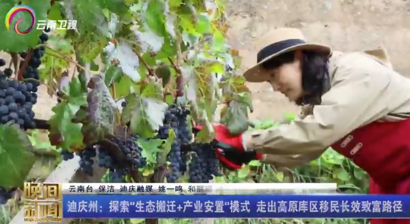 云南迪庆：探索&ldquo;生态搬迁+产业安置&rdquo;模式 走出高原库区移民长效致富路径