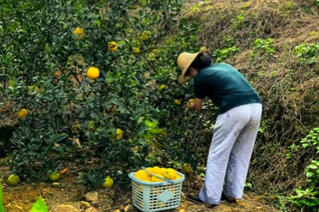 华安沙建镇纽荷尔脐橙迎来采收旺季 特色林果产业绘就山野丰收画卷